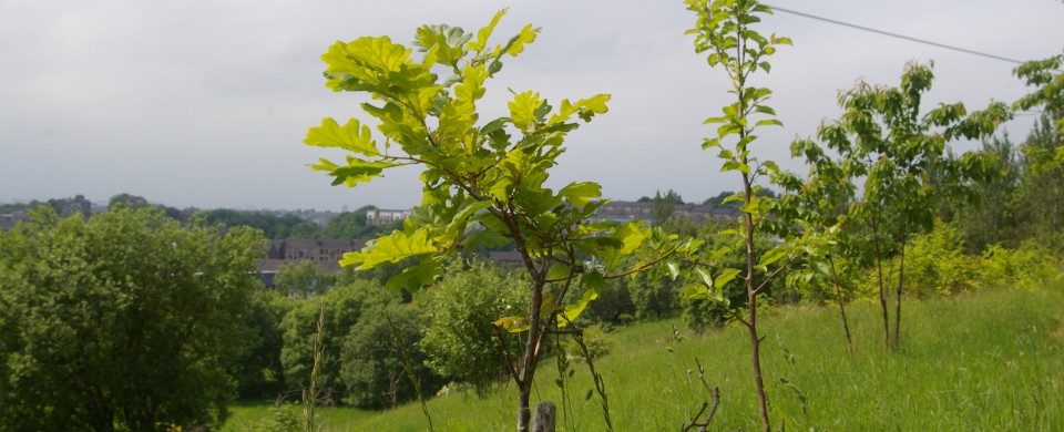 Oak Tree