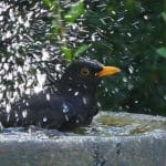 Looking after wildlife in the heat
